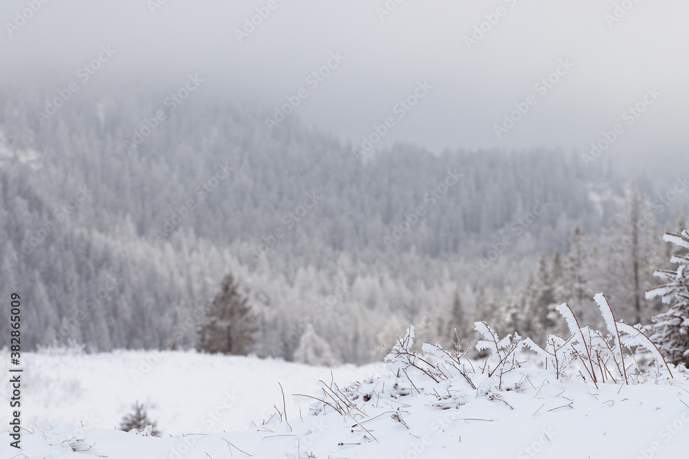 Winter frosty landscape after snow storm. Snow covered grass with pine tree forest in nature.