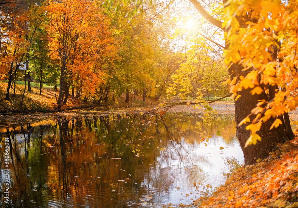 Autumn Golden forest nature, forest lake with water view. Nature of the Golden forest. Landscape of beautiful nature.