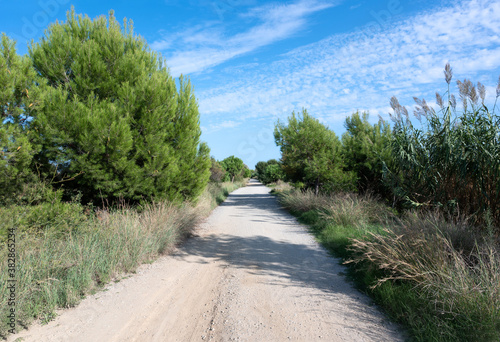 Beautiful shot of a rural unpaved road with trees on sides on a sunny day photo