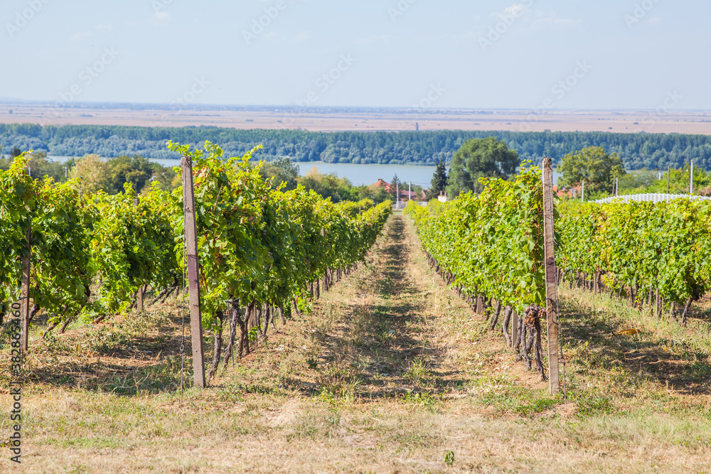 Riesling grapes at vineyard, white wine grapes, viticulture,view on vineyard Riesling grapes at vineyard, white wine grapes, viticulture,view on vineyard