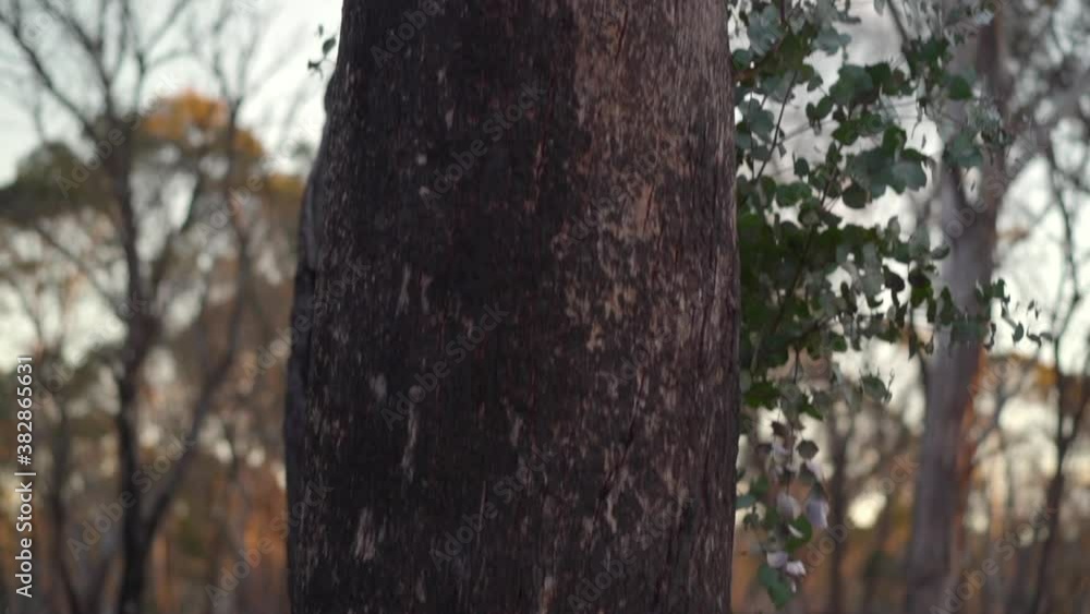 Slow tilt of a burnt tree from the Australian bush fires Slow tilt of a burnt tree from the Australian bush fires