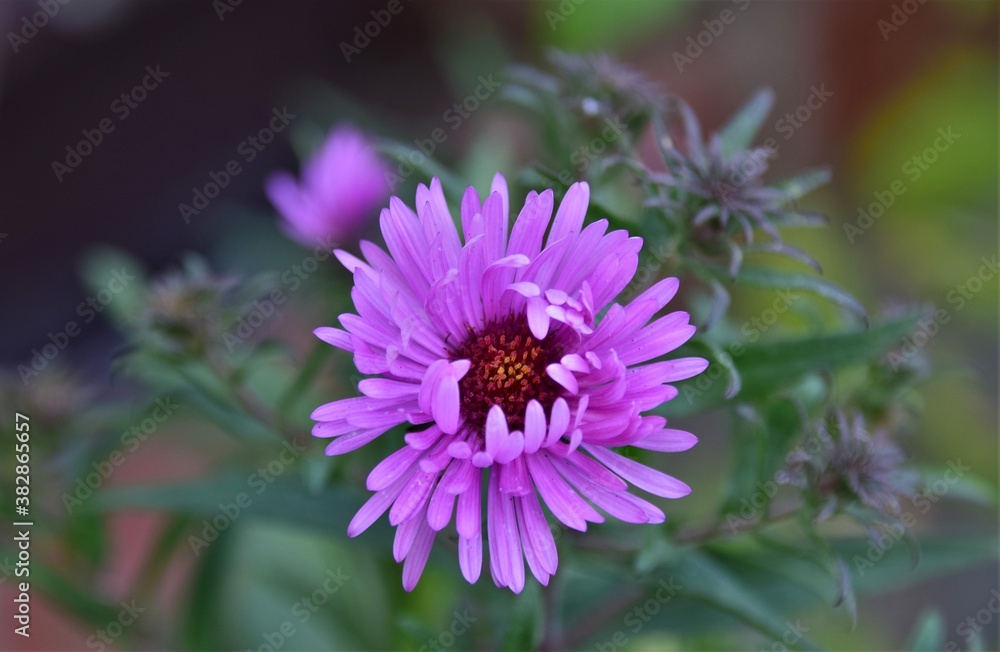 Obraz premium bee on a flower