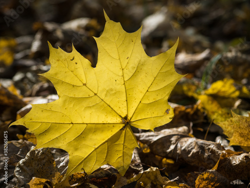 Yellow maple leaf lying on a forest footpath