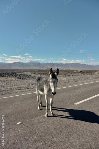 Donkey on the road, Atacama desert in Chile