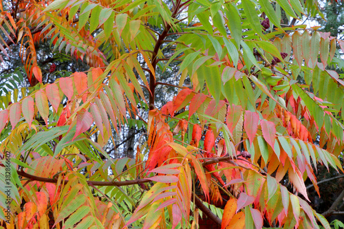 Red Leaves and red flowers of Ailanthus. Blooming Ailanthus altissima.Fraxinus chinensis. Red flowers of Ailanthus
