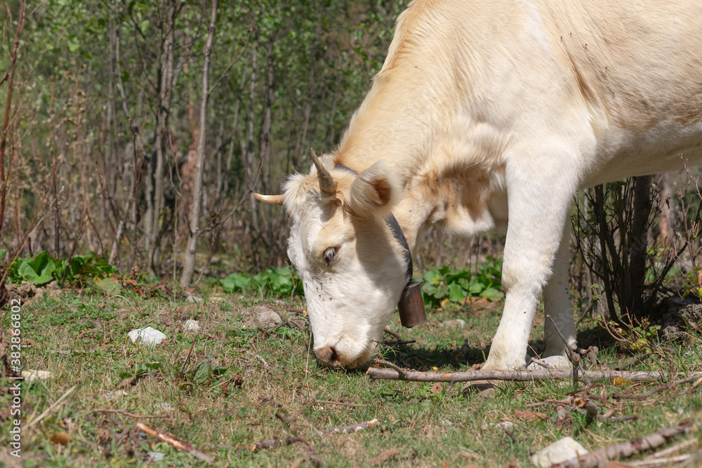 white cow with horns and a cowbell grazing in the meadow. close-up. white cow with horns and a cowbell grazing in the meadow. close-up.