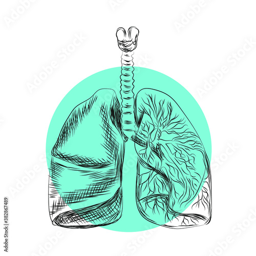Drawn vector healthy human lungs in a circle