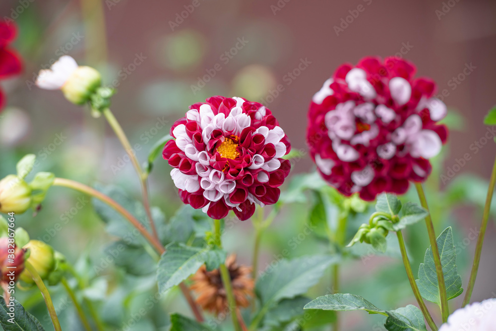 Obraz premium Rot weiße Pompon Dahlie
