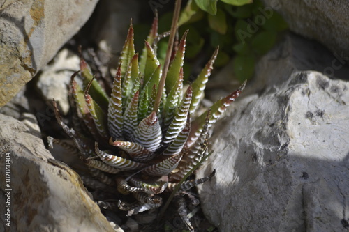 cactus in  stones