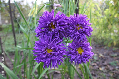  four purple asters with yellow centers
