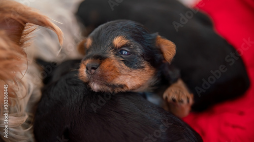 Young black and red puppy, two weeks old, of the Yorkshire terrier, sleeping against its mother