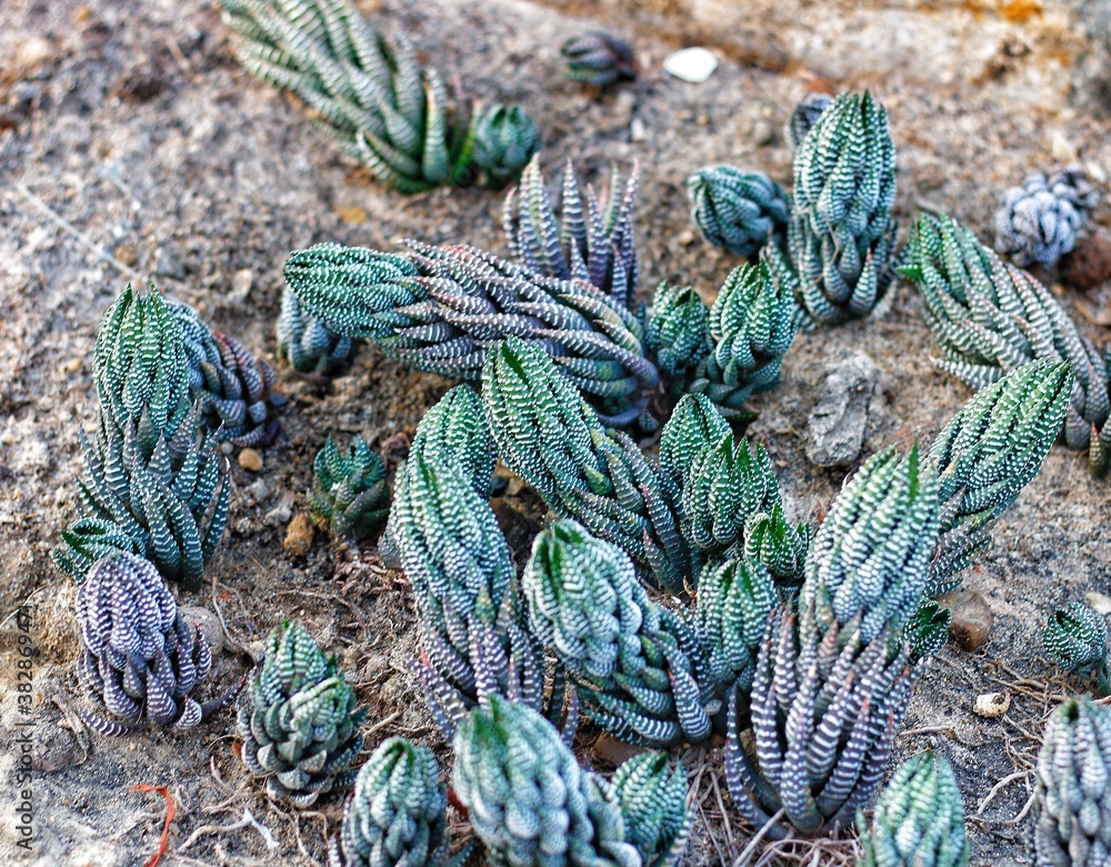 Fototapeta premium Cactus nature