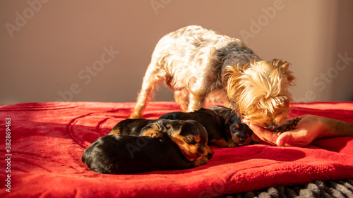 Photos Mom yorkshire terrier with puppies, eating kibble in a man's hand