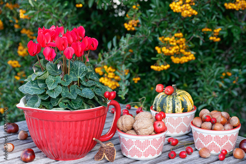 Herbstdekoration mit Walnüssen, Haselnüssen und rotem Alpenveilchen