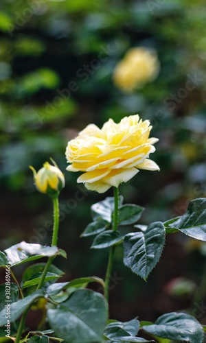 Rose in my garden