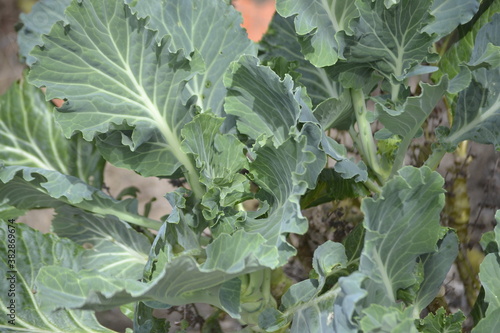 collard growing in a garden