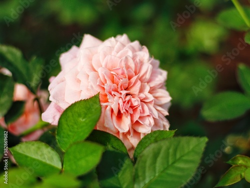 Rose in my garden