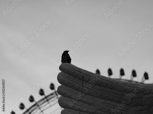 
lonely bird