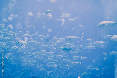 Oceanarium with fish and marine animals. Blue aquarium.
