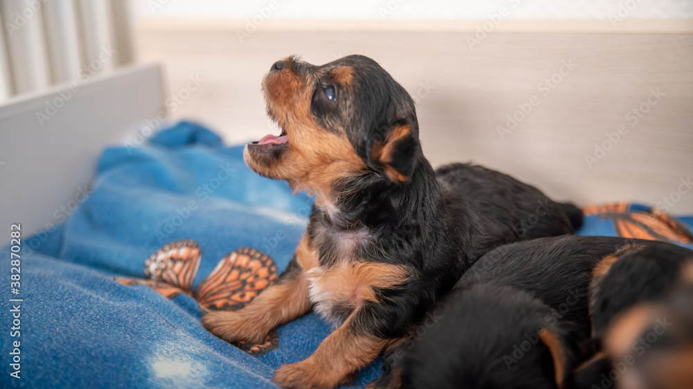 Funny life scene of a Yorkshire terrier puppy, black and tan, a few weeks old, trying to bark Funny life scene of a Yorkshire terrier puppy, black and tan, a few weeks old, trying to bark
