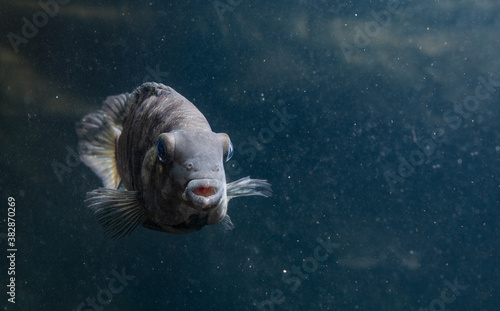 Fish with black stripes. Big beautiful fish underwater. Pets in the aquarium. Large fins, tail and scales. Cichlasoma nigrofasciatum. Amatitlania nigrofasciata. Archocentrus nigrofasciatus. photo