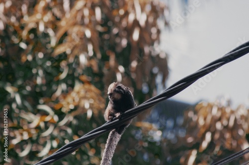 small Brazilian monkey(Mico de cidade) balancing between power lines in the city of Ilhéus with blurred background