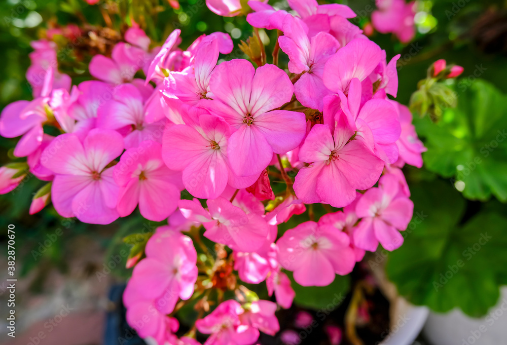 Blooming Phlox flower of rich pink color. High quality photo