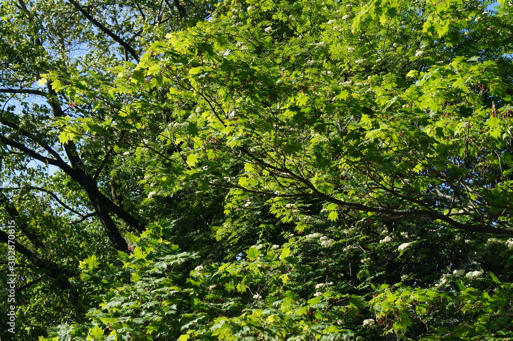 forest green leaves summer landscape wood park environment