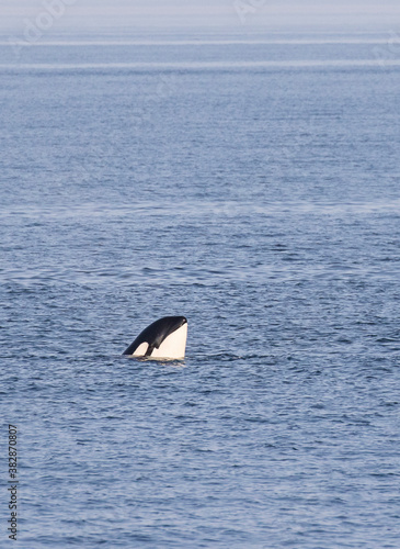 Orca whales jumping and moving through the salish sea, san juan island, whale watching tour