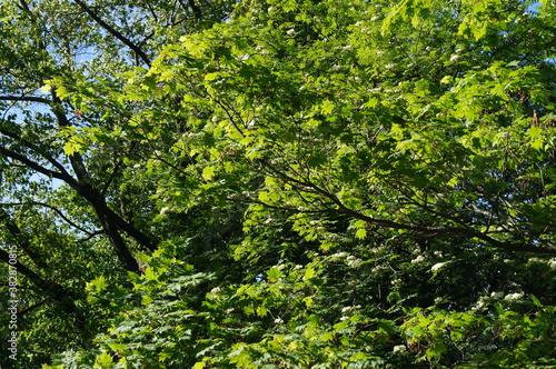 forest green leaves summer landscape wood park environment