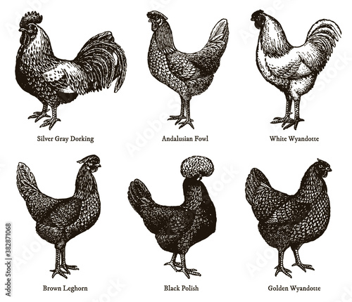 Group of cocks and hens from of different chicken breeds, after an antique illustration from the early 20th century