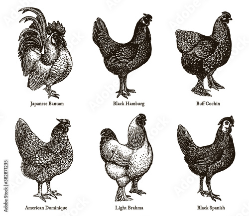 Group of hens and cocks of different chicken breeds, after an antique illustration from the early 20th century
