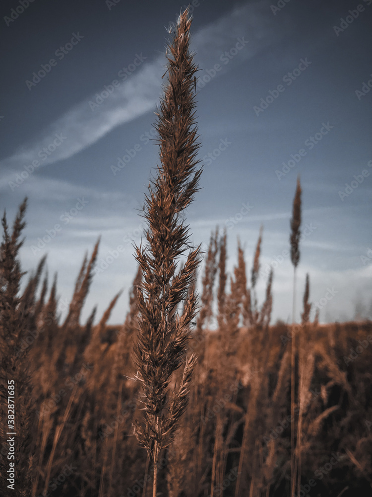 Obraz premium sunset in the field, fantastic shot