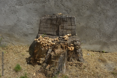 Wooden trunk in the shape of a throne with mushrooms 