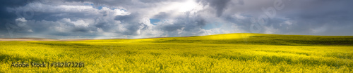Panorama of a canola field in The Palouse  WA