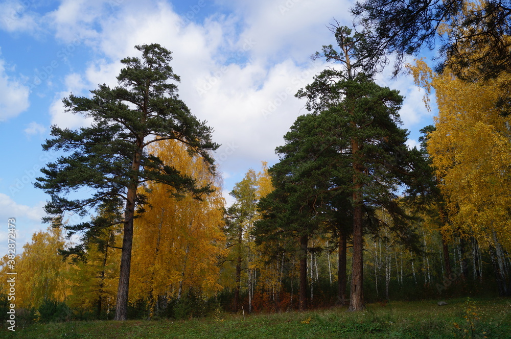 autumn forest trees landscape nature Pine Birch tree wood