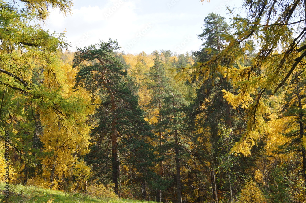 Fototapeta premium autumn forest trees landscape nature Pine larch Birch tree