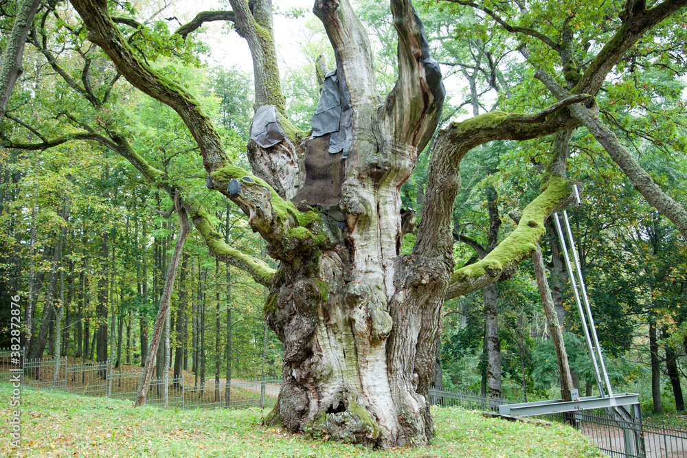 1,500 Years Old Stelmuze Oak - The Oldest Tree in Lithuania