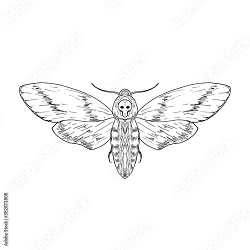 Death's head hawk moth. Vector illustration. Isolated. Hand-drawn style.