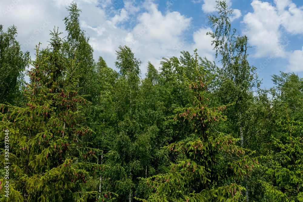 Fototapeta premium Young growing spruce blossom on a tip of branch spring, beautiful new cones in spruce