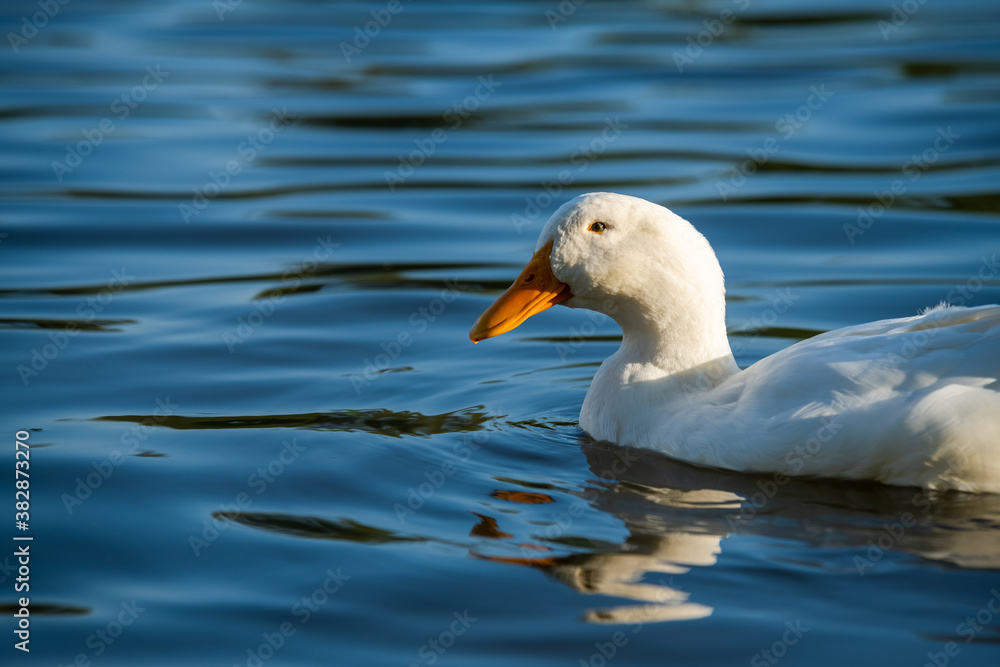 Rare white duck mutant on golden reflection water lake nature birds wild life Rare white duck mutant on golden reflection water lake nature birds wild life