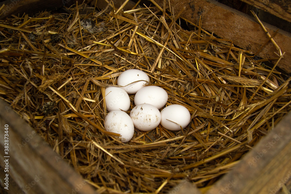Six fresh raw chicken eggs lie in the nest. They were torn down by chickens in a wooden box with straw. growing hens Six fresh raw chicken eggs lie in the nest. They were torn down by chickens in a wooden box with straw. growing hens