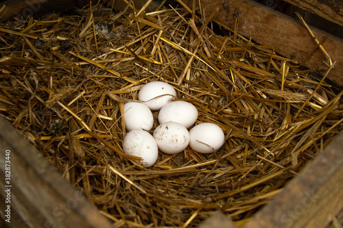 Six fresh raw chicken eggs lie in the nest. They were torn down by chickens in a wooden box with straw. growing hens