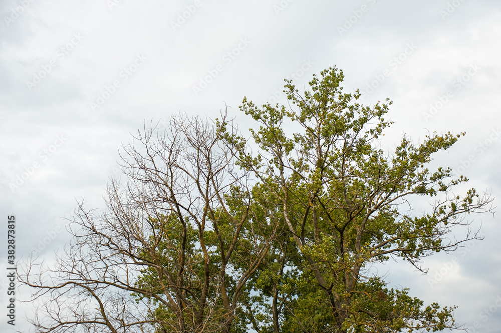 Tree on a background of cloudy sky with clouds Tree on a background of cloudy sky with clouds