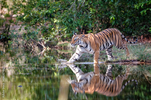Tiger walking in the water of a small lake in Bandhavgarh National Park in India