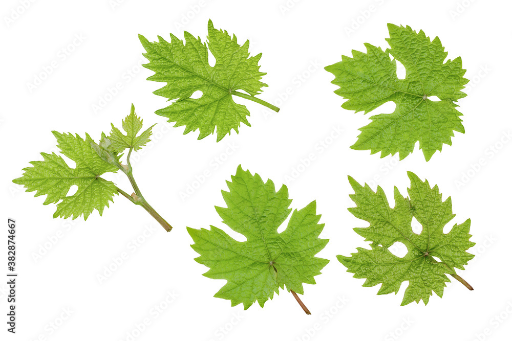Green grape leaves isolated on white background Green grape leaves isolated on white background
