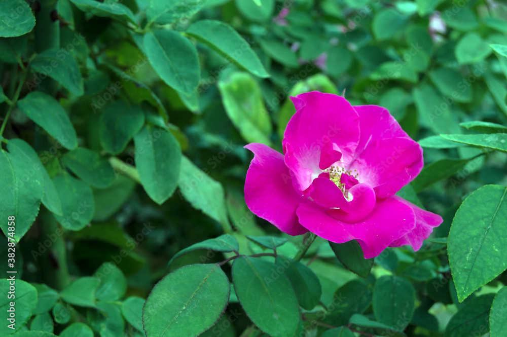 pink rose flower pink rose flower