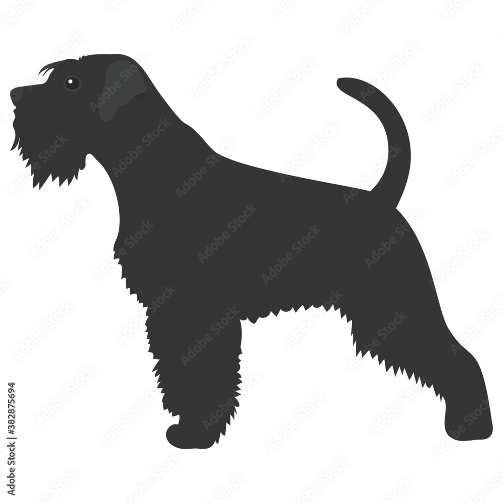 King of terrier dogs, airedale terrier
King of terrier dogs, airedale terrier