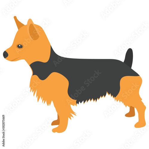 

King of terrier dogs, airedale terrier
