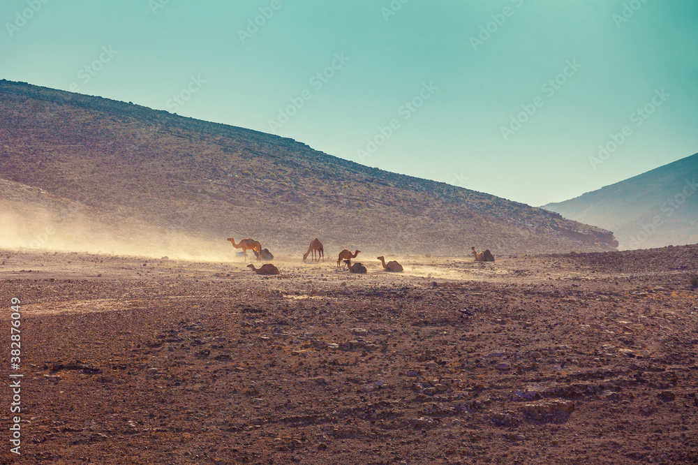 Desert landscape. Camels relaxing in the desert